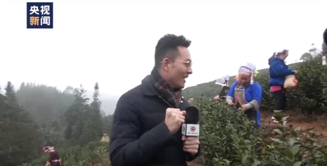 有关于普安：人在草木间 新年茶园“第一采”的消息
