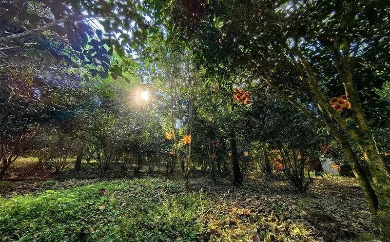 关于探索茶产业发展新模式：带领茶农走出致富路的内容(1)