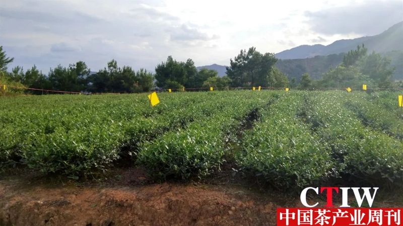关于福建安溪:发力深加工 茶产业添新动能的内容
