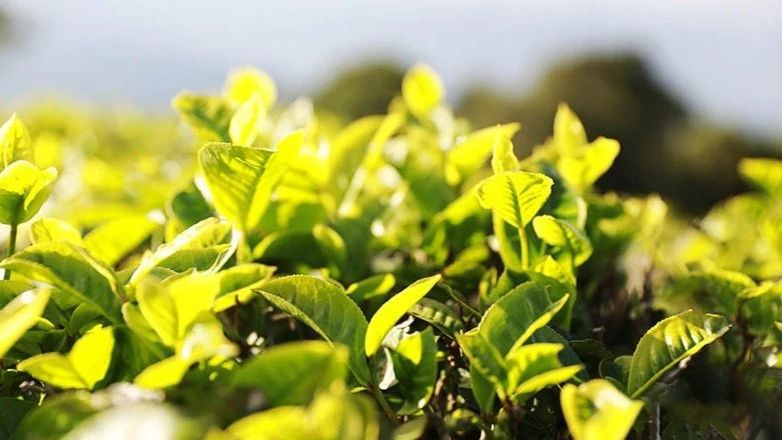 关于我国关税税目即将“上新” 增列白茶、茉莉花茶等的信息