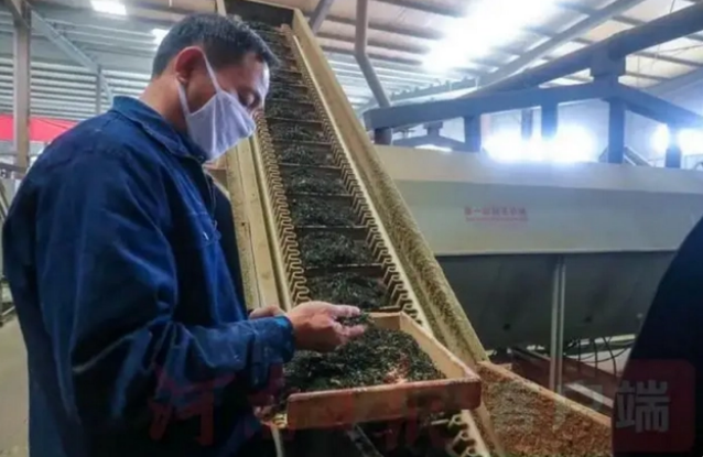 关于科技赋能“信阳茶叶”地理标志品牌发展的新闻(2)
