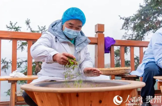 有关于贵州普安迎来新年绿茶第一采的新闻(8)