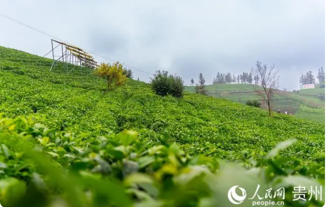 有关于贵州普安迎来新年绿茶第一采的新闻