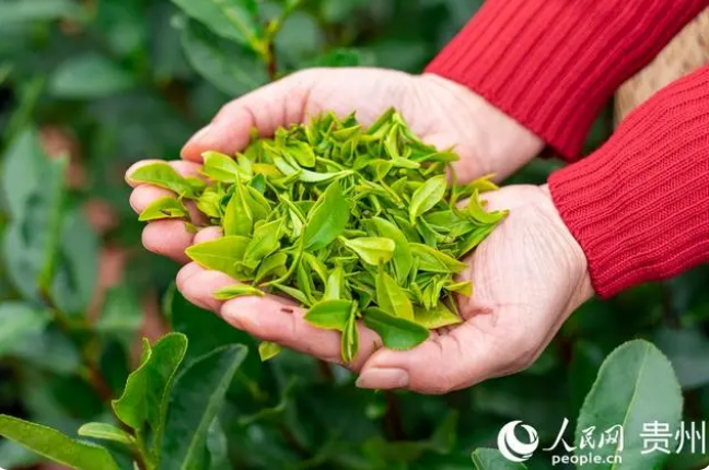 有关于贵州普安迎来新年绿茶第一采的新闻(5)