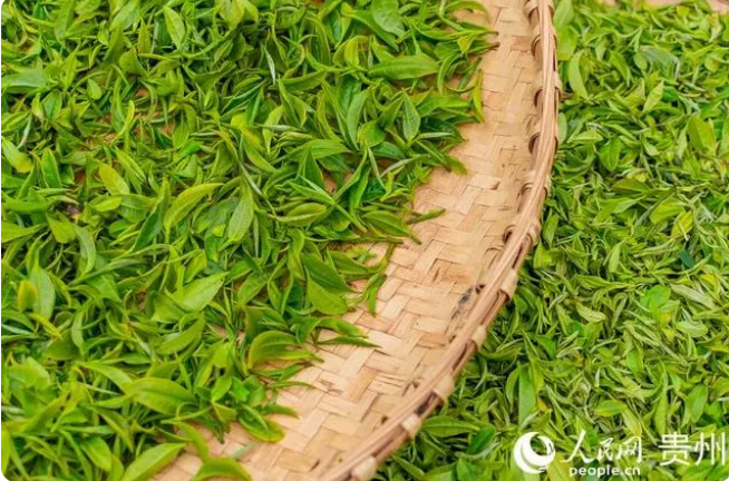 有关于贵州普安迎来新年绿茶第一采的新闻(7)