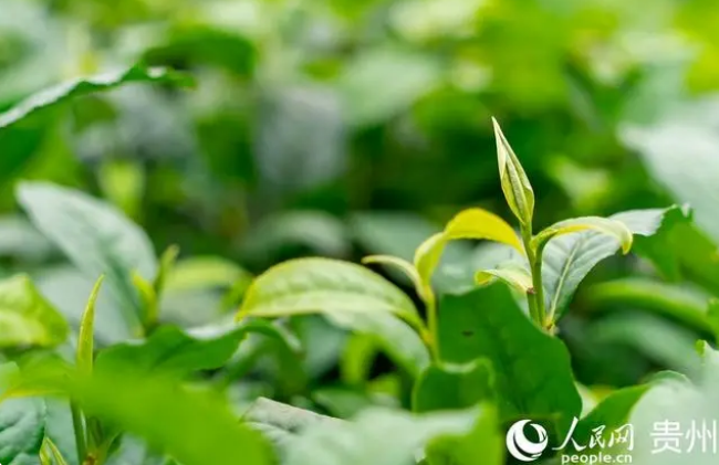 有关于贵州普安迎来新年绿茶第一采的新闻(4)