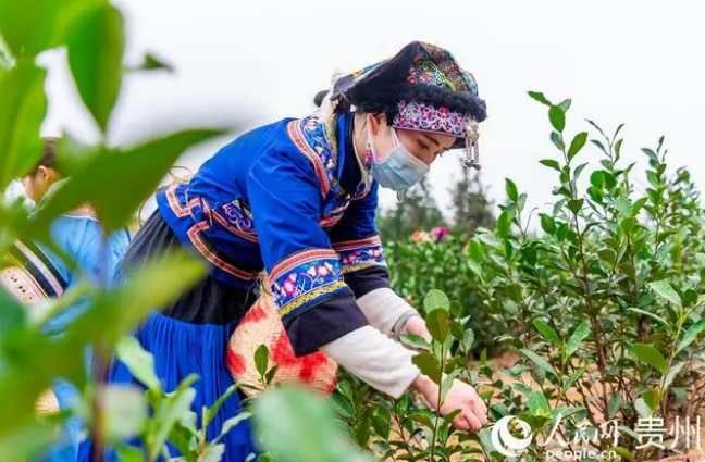 有关于贵州普安迎来新年绿茶第一采的新闻(2)
