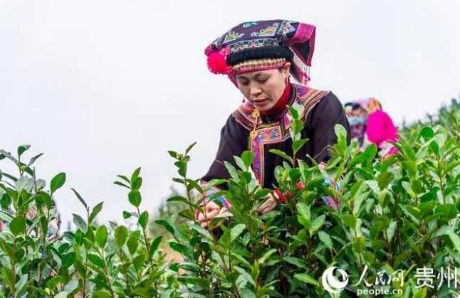 有关于贵州普安迎来新年绿茶第一采的新闻(3)