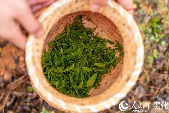 有关于贵州普安迎来新年绿茶第一采的新闻(6)