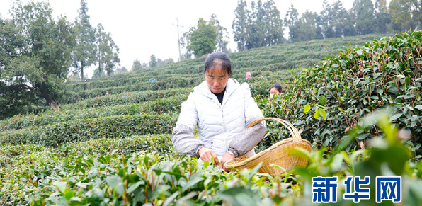 关于“喝着新茶过春节”暨“绿茶第一采·首品水城春”品牌推介活动在六盘水举行的资讯