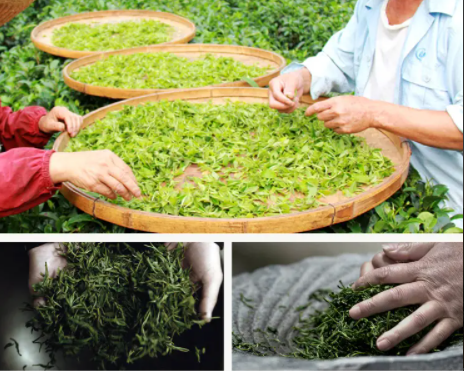 有关于“ 中国传统制茶技艺及其相关习俗”第四篇（浙江、江西、湖南）的新闻(2)