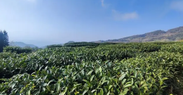 有关于喝着喝着，春天就来了：绿茶第一采 首品水城春的最新消息(1)