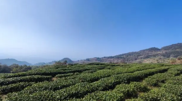 有关于喝着喝着，春天就来了：绿茶第一采 首品水城春的最新消息(2)