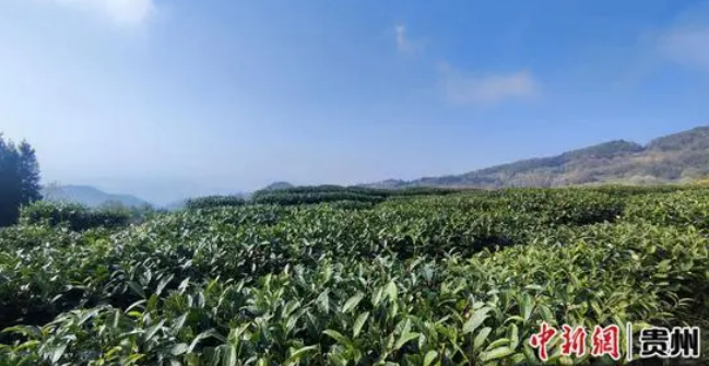 有关于2023年贵州“水城春”早春茶抢“鲜”开采的新闻(1)