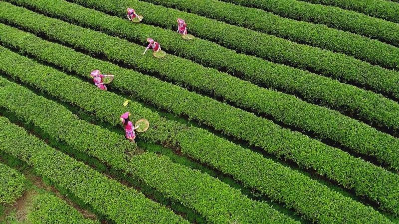 有关于奋进2022·梧州答卷,六堡茶产业发展驶上“快车道”的相关信息(9)