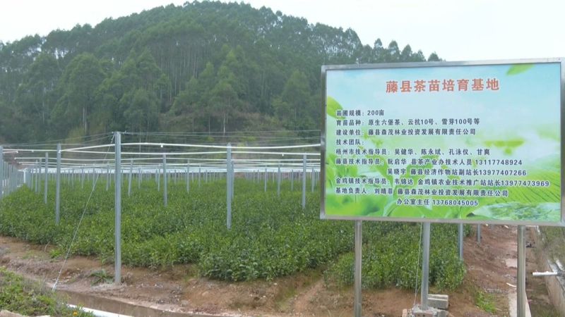 有关于奋进2022·梧州答卷,六堡茶产业发展驶上“快车道”的相关信息(6)