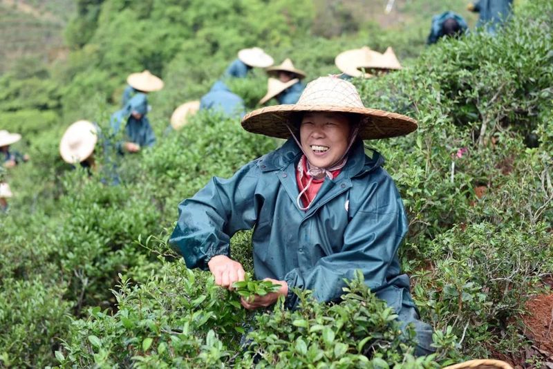 有关于东源仙湖茶获河源首个国家地理标志证明商标！的最新消息(1)