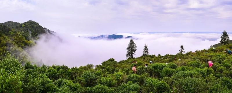 有关于东源仙湖茶获河源首个国家地理标志证明商标！的最新消息