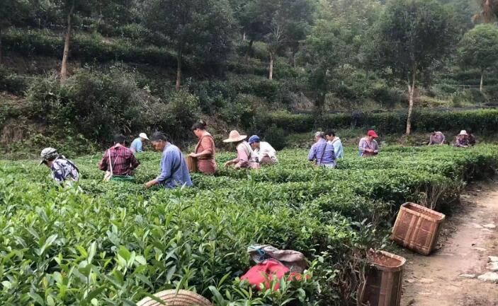 关于歙县杞梓里镇:茶园冬忙助增收的新闻