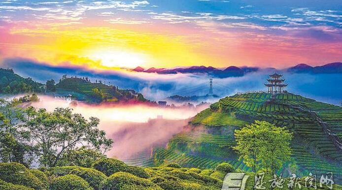 关于“税务蓝”为贡茶产业擦亮“绿名片”的最新消息(1)