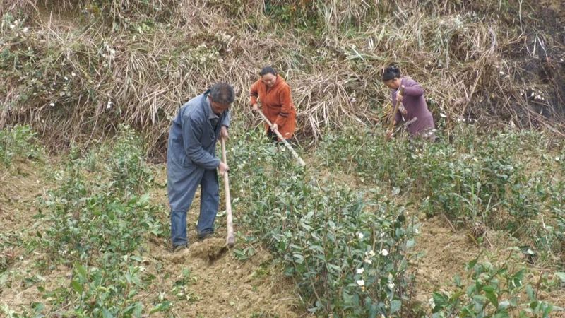 有关于石阡坪地场乡:干群齐心忙茶园管护的信息