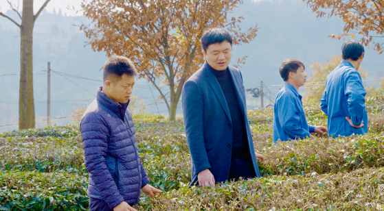 有关于罗绍江： 党员带头发展茶产业 助推乡村振兴的相关信息