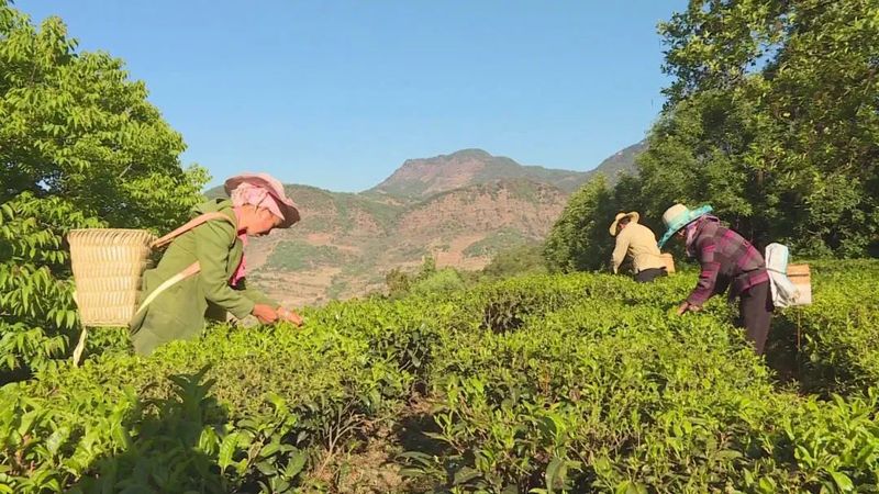 关于品味遵义 · 静听时光 :古镇采茶人的内容(1)