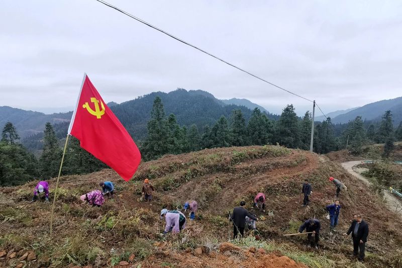 有关于黎平县岑趸村 高山生态茶场助农增收的信息