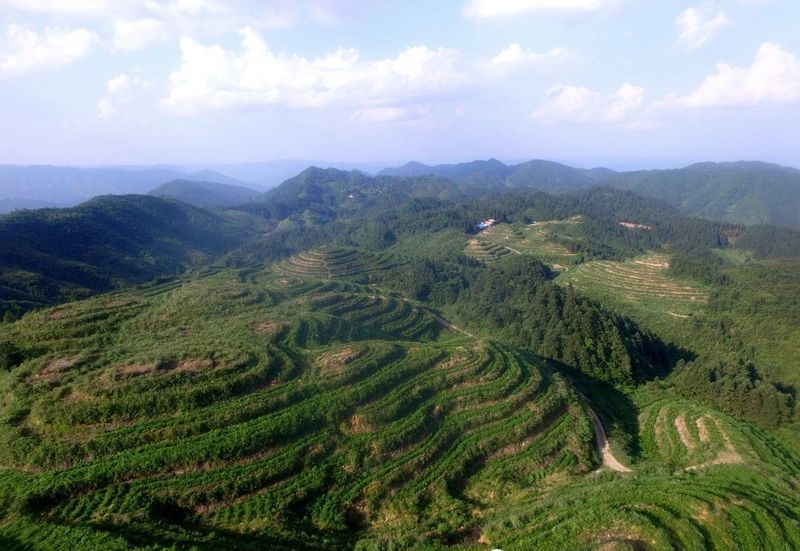 有关于黎平县岑趸村 高山生态茶场助农增收的信息(1)