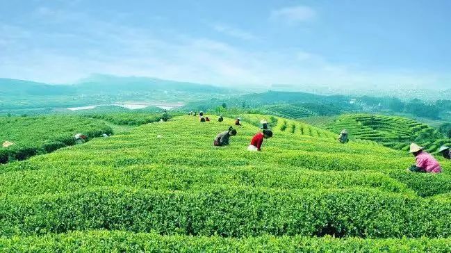 有关于打好“三张牌”，促进茶产业高质量发展的相关内容(1)