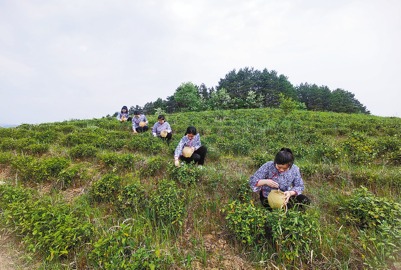 有关于山阳县:黄家店村 以茶为业 靠茶致富的资讯