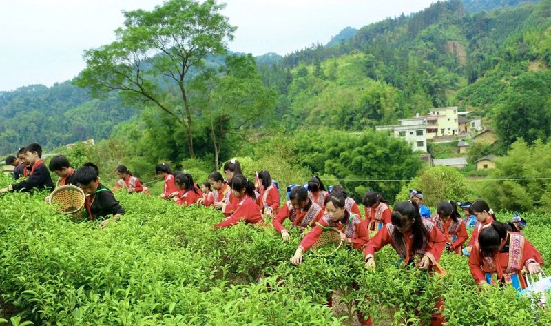 有关于蒙山县夏宜民族学校：“红领巾”进茶园 感受茶文化的相关信息(2)