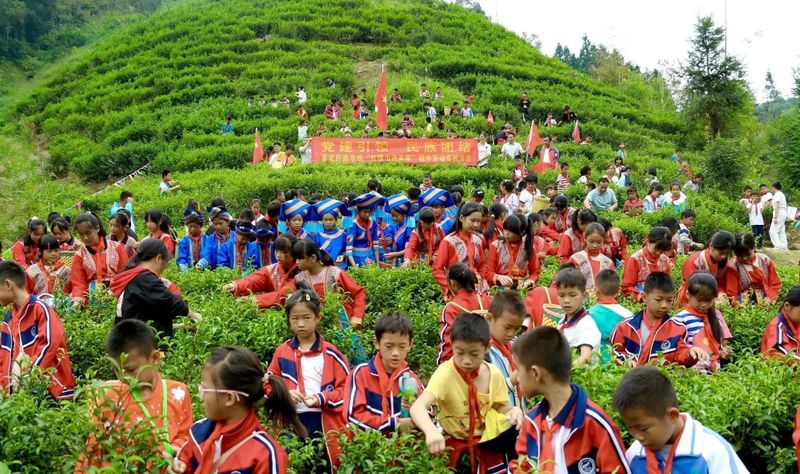 有关于蒙山县夏宜民族学校：“红领巾”进茶园 感受茶文化的相关信息(1)