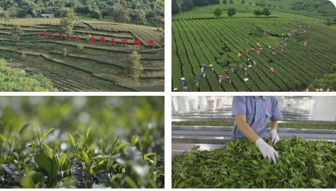 有关于英德再次上榜“茶业百强县域”的信息(1)