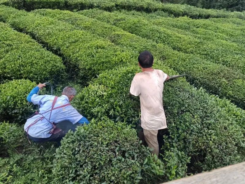 关于镇宁江龙镇：做好茶园冬管护 助力茶农多增收的信息(2)
