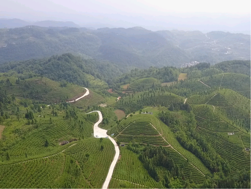 关于镇宁江龙镇：做好茶园冬管护 助力茶农多增收的信息