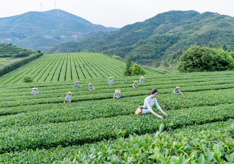 关于安溪:生态茶园绘就好“丰”景的相关内容
