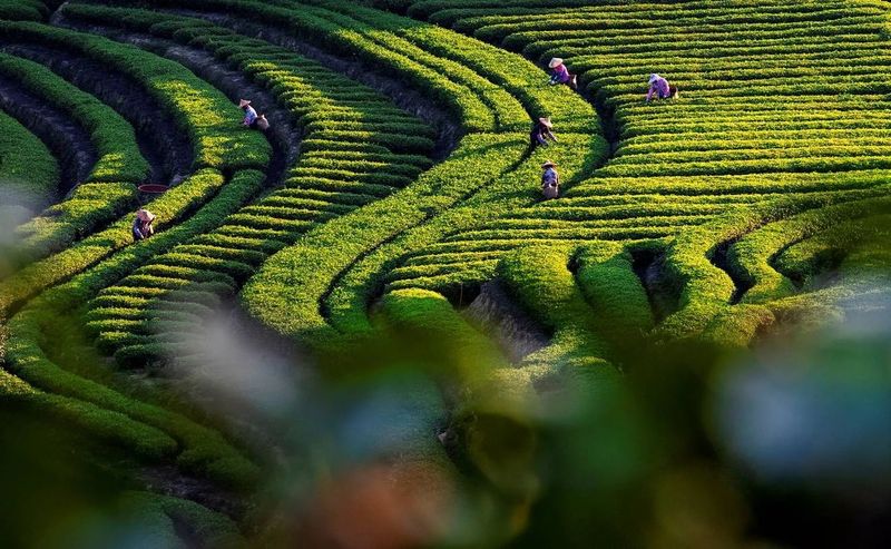 关于安溪:生态茶园绘就好“丰”景的相关内容(2)