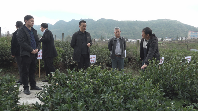有关于张金华一行到贵定县调研茶产业发展工作的信息
