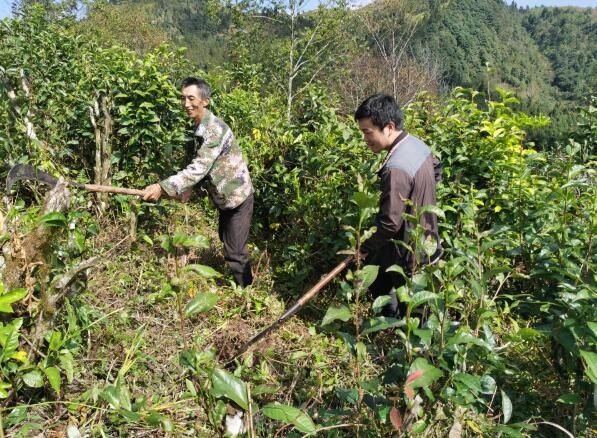 关于红河蒙自：老树茶园焕新颜 苗岭深处茶飘香的资讯