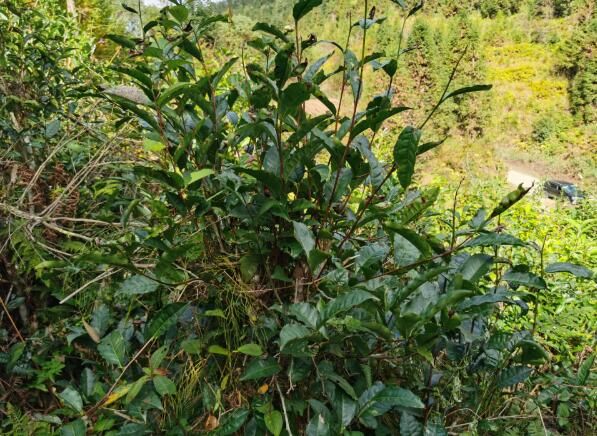 关于红河蒙自：老树茶园焕新颜 苗岭深处茶飘香的资讯(2)