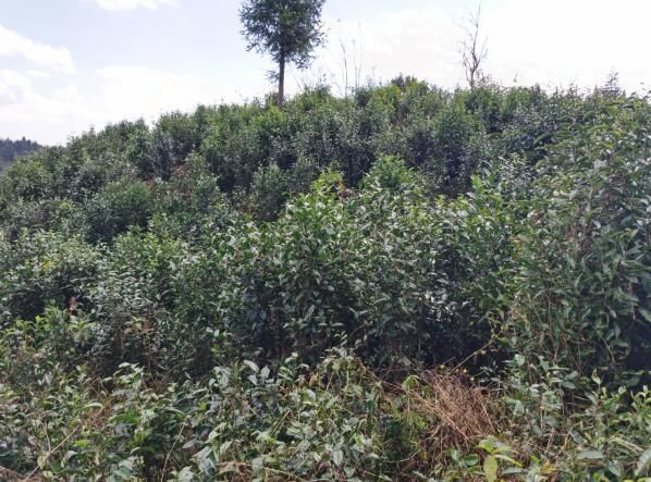 关于红河蒙自：老树茶园焕新颜 苗岭深处茶飘香的资讯(1)