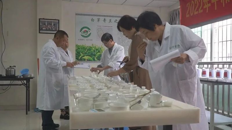 关于2022年白芽奇兰茶（秋季）品鉴会在平和县举办的相关内容(1)