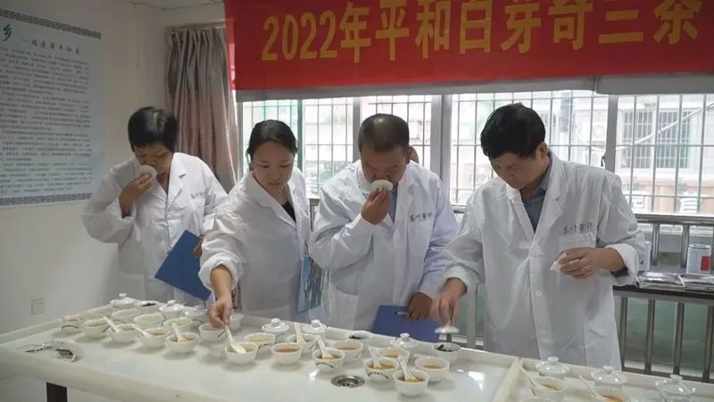 关于2022年白芽奇兰茶（秋季）品鉴会在平和县举办的相关内容