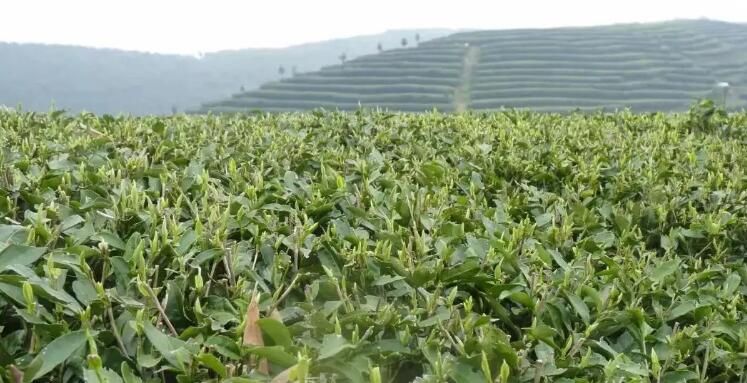 有关于政和县统筹“茶文化、茶产业、茶科技”高质量发展的若干意见的信息