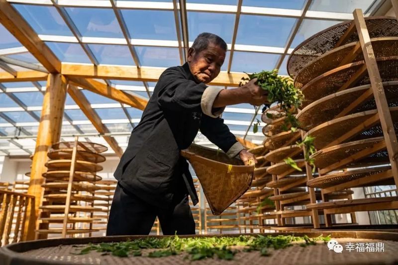 有关于“福鼎白茶制作技艺”成功入选联合国教科文组织人类非物质文化遗产代表作名录的新闻(1)