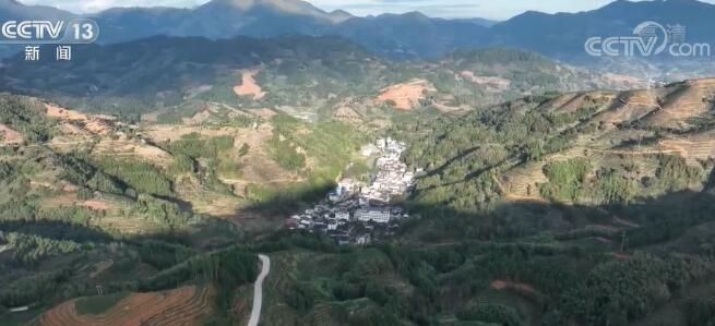 有关于福建宁德坦洋村:发展茶产业 当好领头羊的相关内容