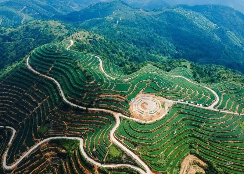 有关于以茶为媒促发展 党建领航绘蓝图的资讯