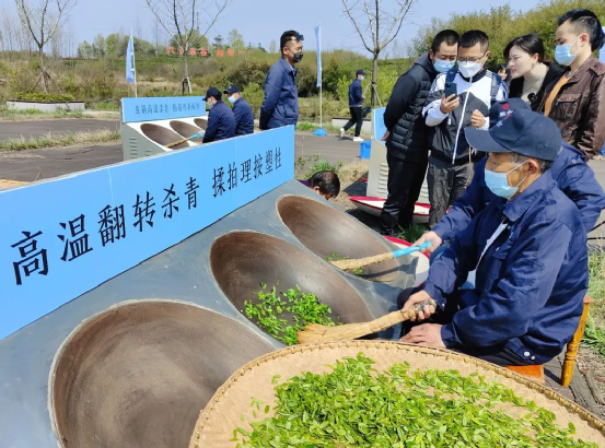 关于中国绿茶金三角之一 安徽实在太“茶里茶气”了的资讯(14)
