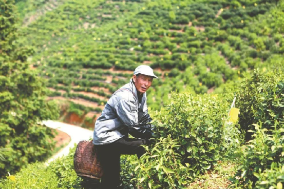 关于中国绿茶金三角之一 安徽实在太“茶里茶气”了的资讯(1)